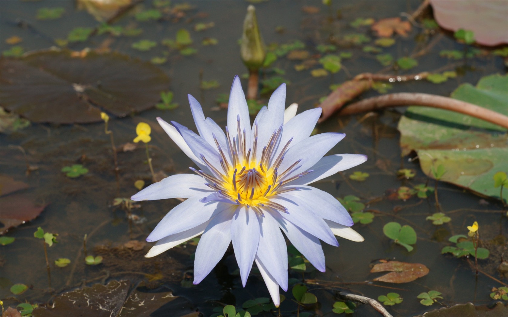 Lotus tapety foto (1) #2 - 1680x1050