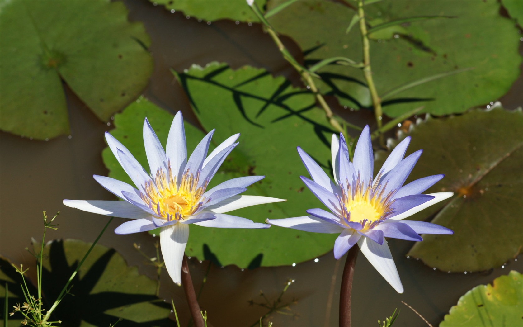 Lotus tapety foto (1) #4 - 1680x1050