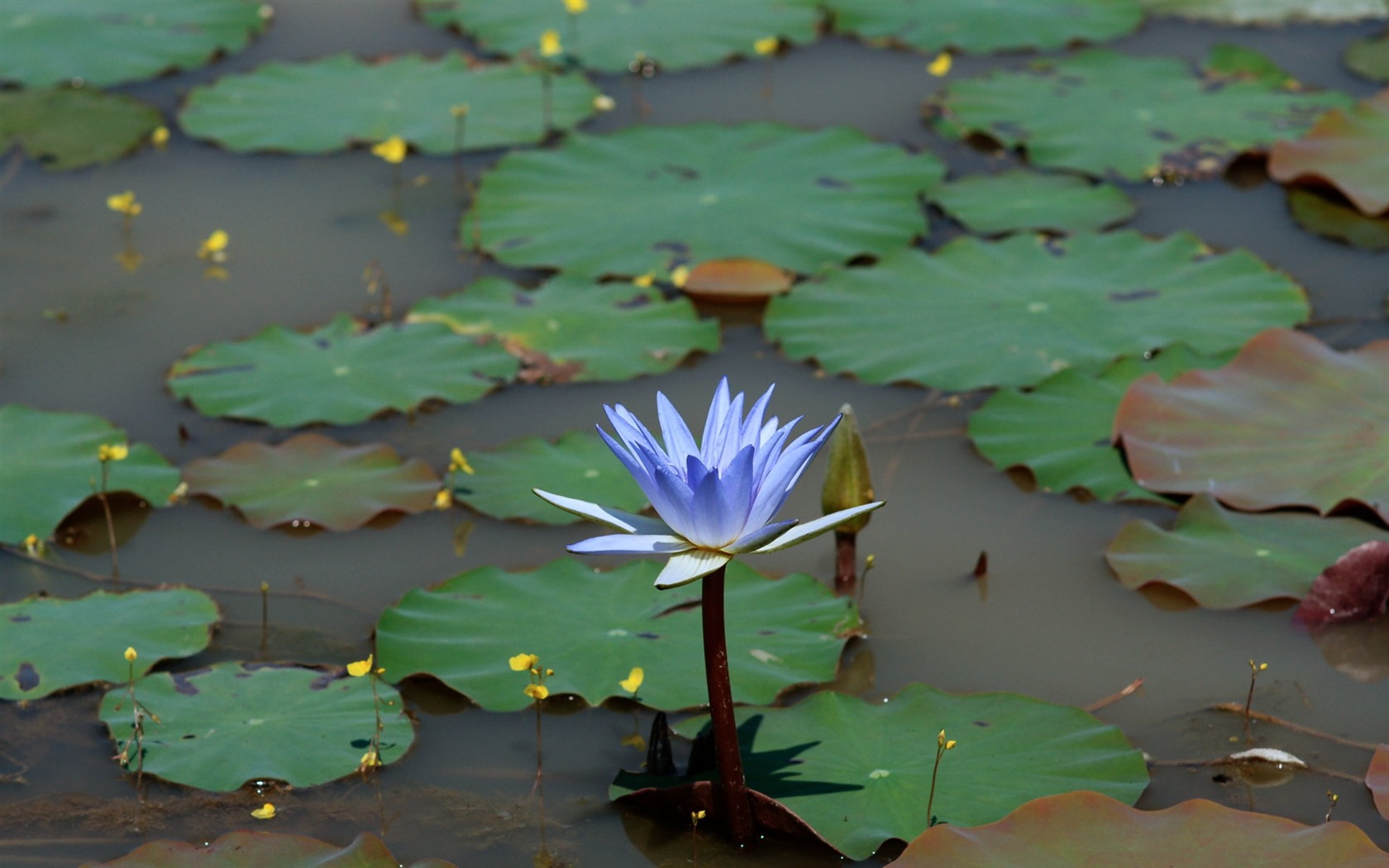 Lotus tapety foto (1) #6 - 1680x1050