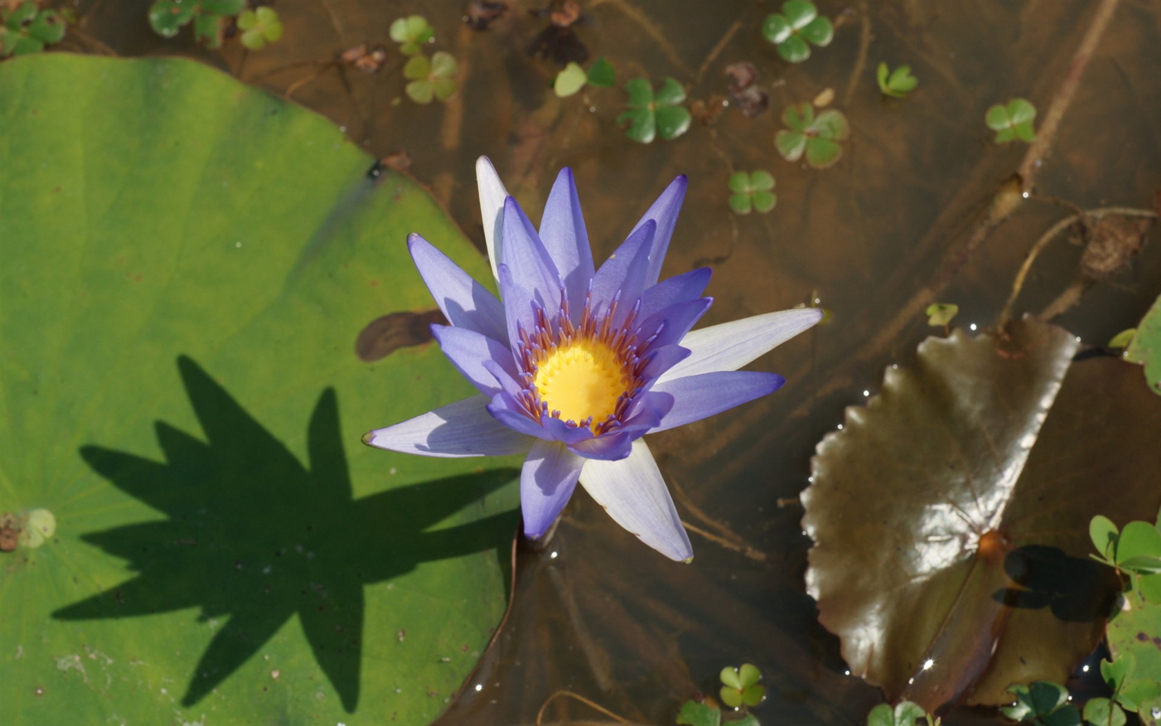 Lotus tapety foto (1) #9 - 1680x1050