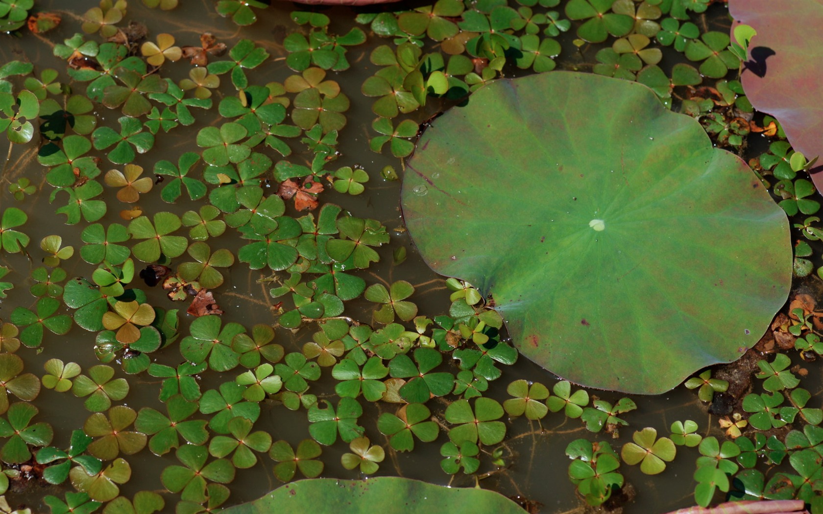 Lotus tapety foto (1) #12 - 1680x1050