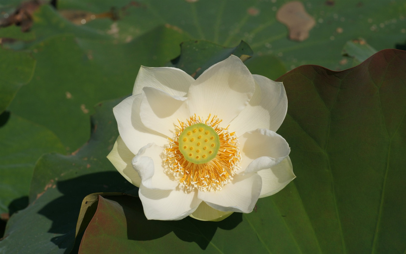Lotus tapety foto (1) #13 - 1680x1050