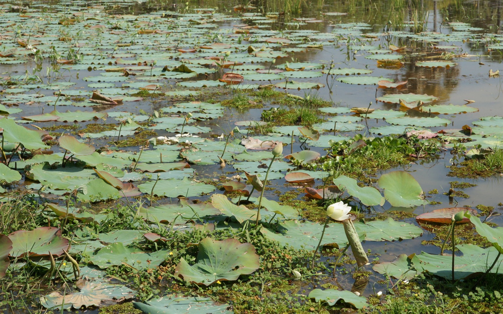 Lotus tapety foto (1) #16 - 1680x1050
