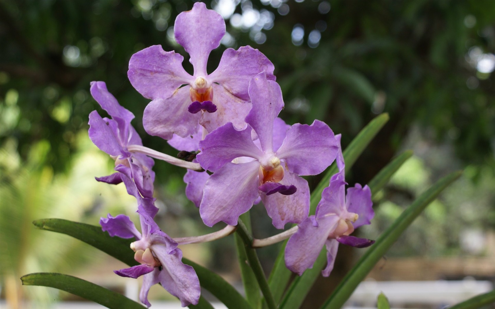 Orchidej tapety foto (2) #6 - 1680x1050
