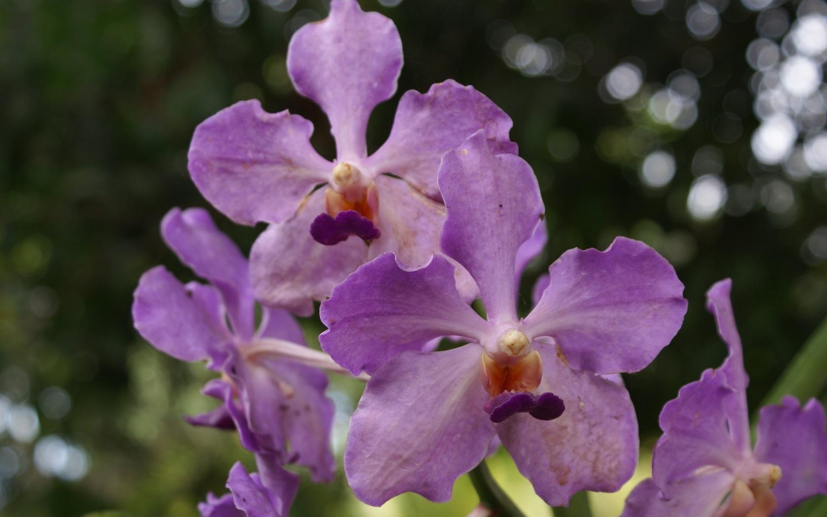 Orquídea foto de fondo de pantalla (2) #7 - 1680x1050