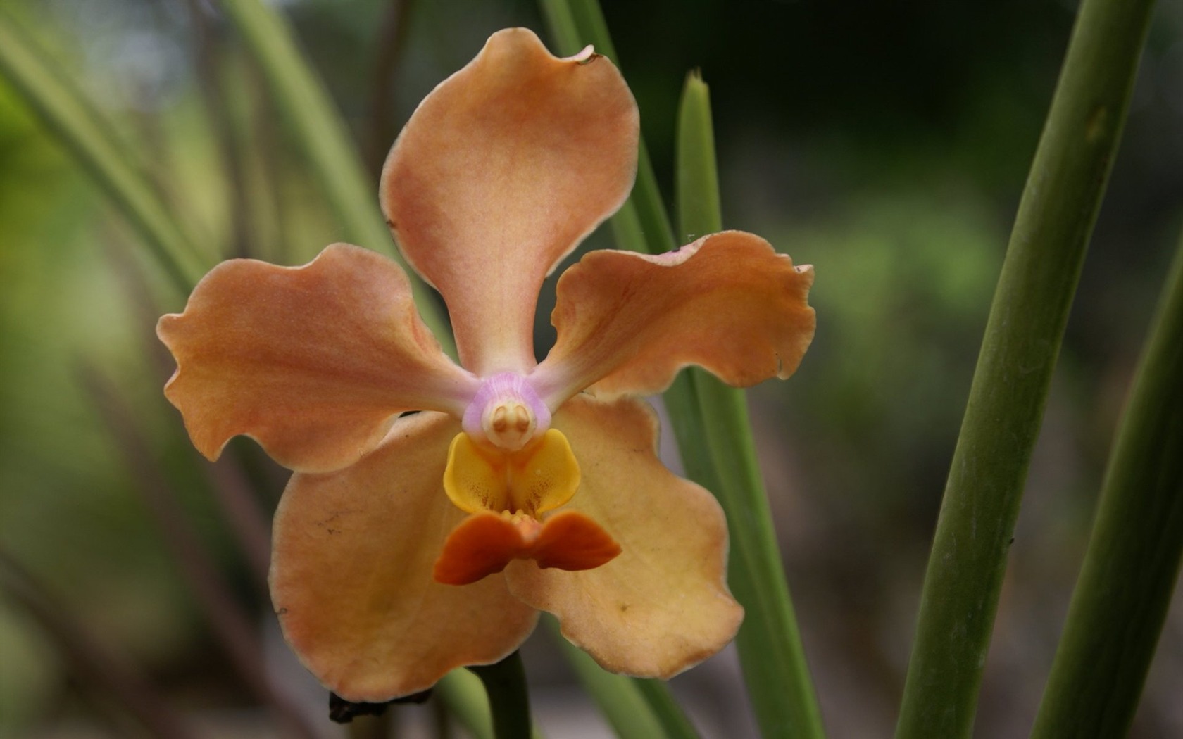 Orquídea foto de fondo de pantalla (2) #14 - 1680x1050