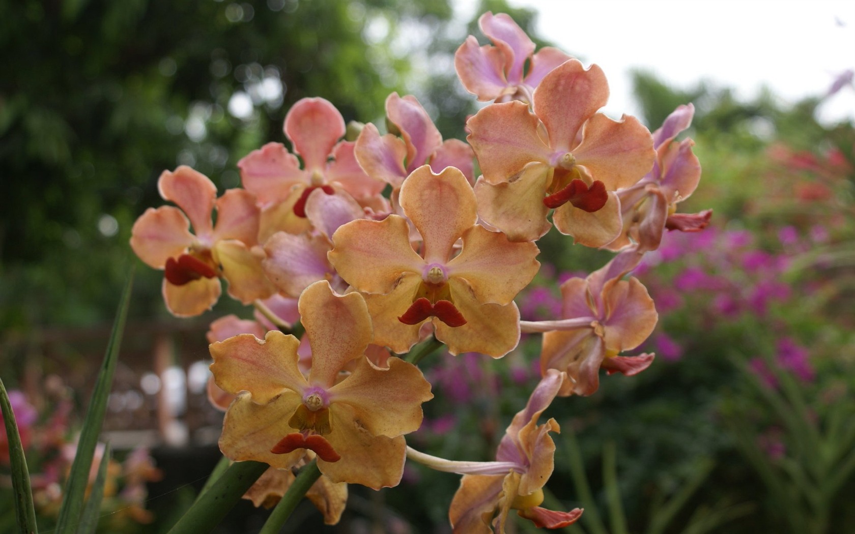 Orchidej tapety foto (2) #17 - 1680x1050
