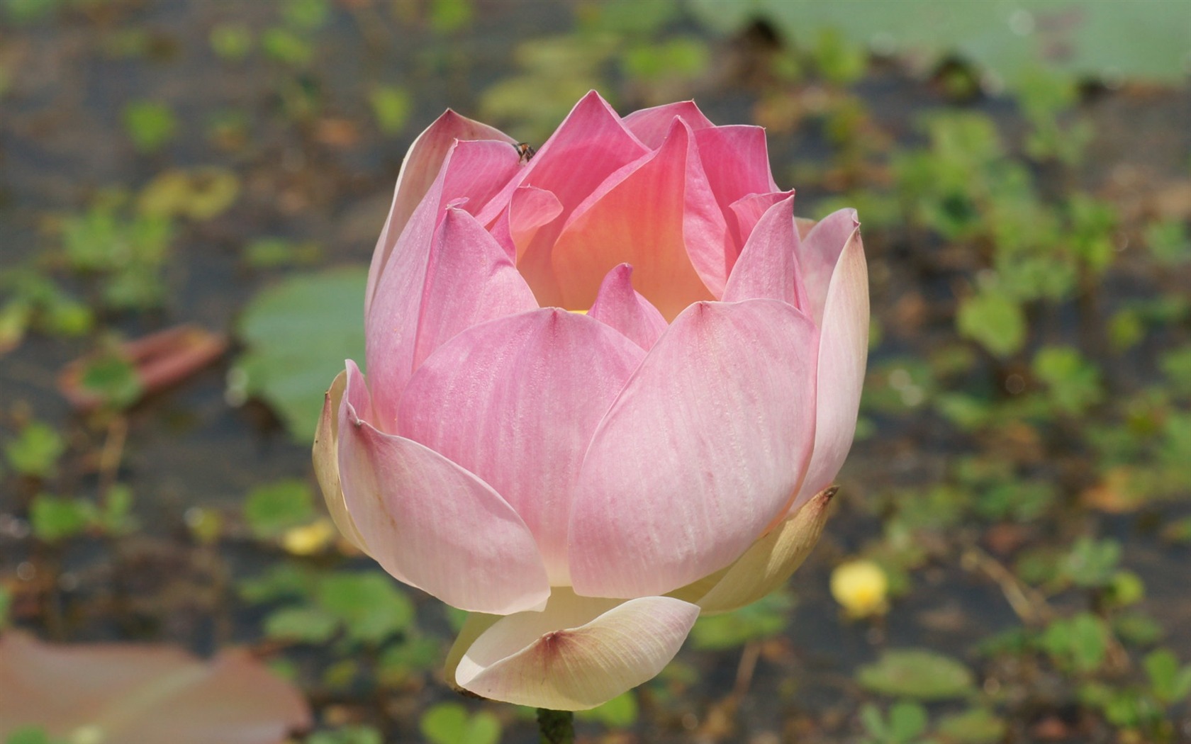 Lotus Fototapete (2) #3 - 1680x1050