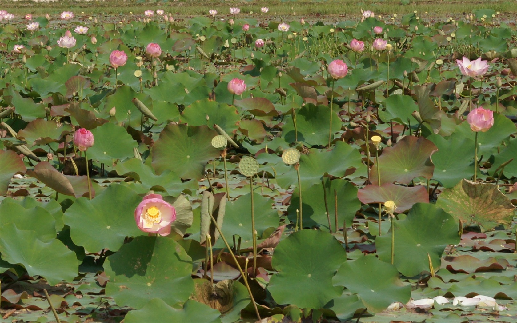 Lotus tapety foto (2) #10 - 1680x1050