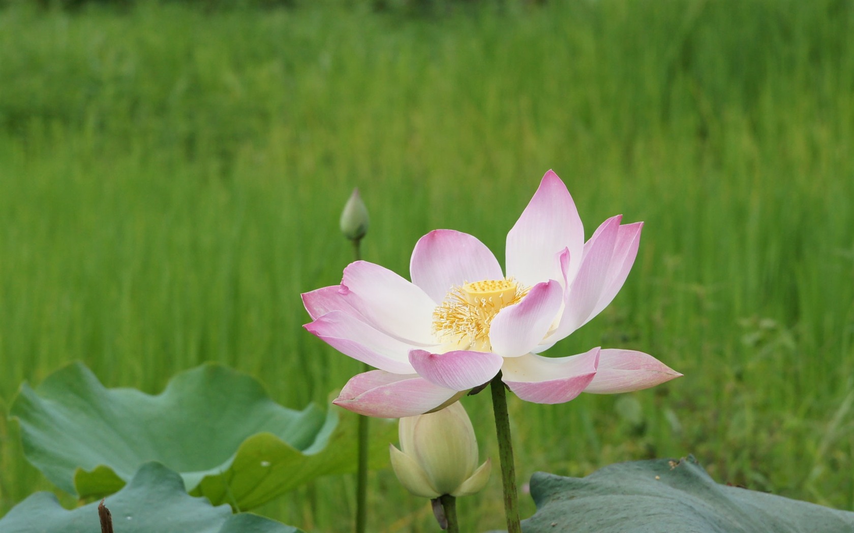 Lotus tapety foto (2) #11 - 1680x1050