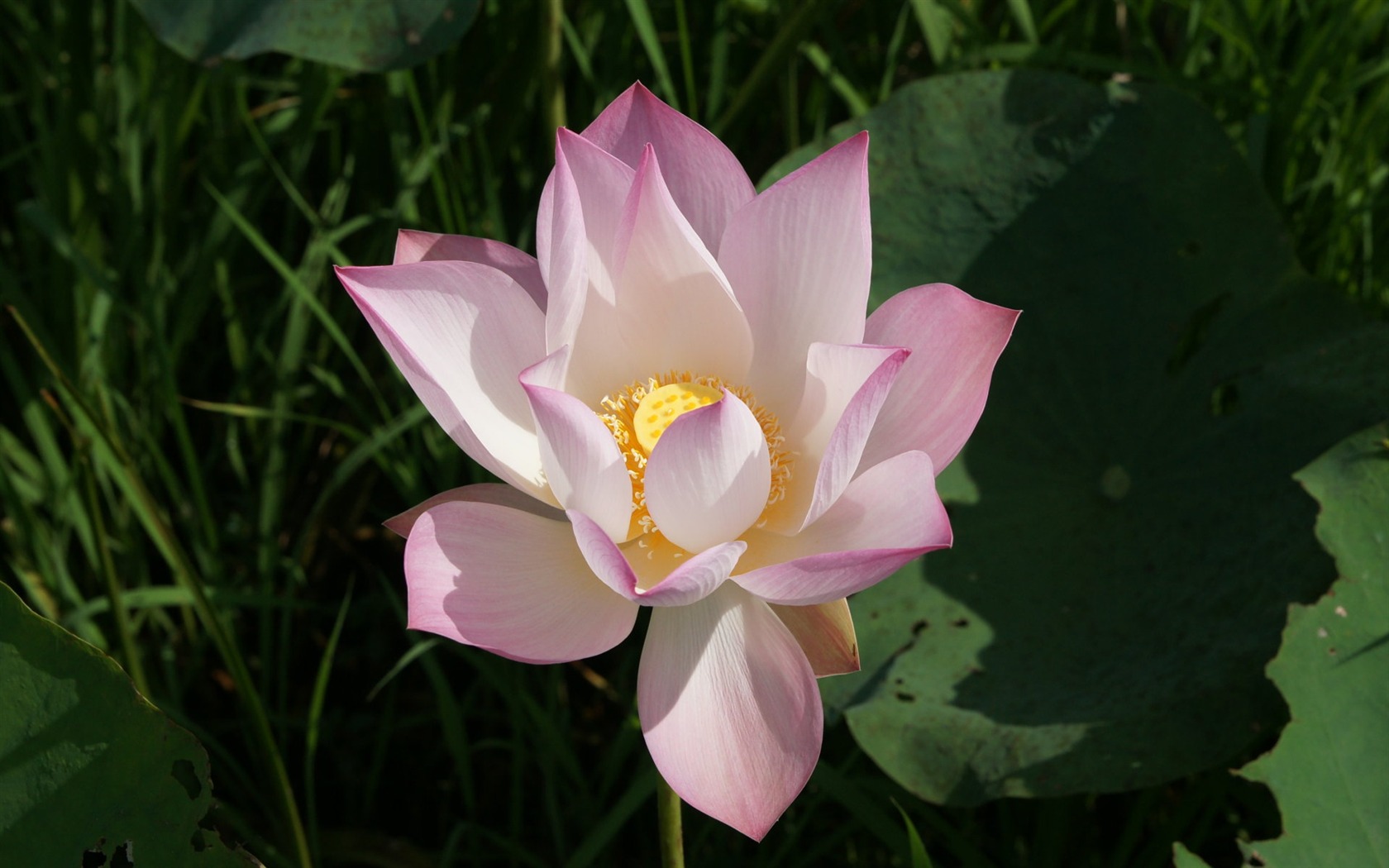 Lotus Fototapete (2) #13 - 1680x1050