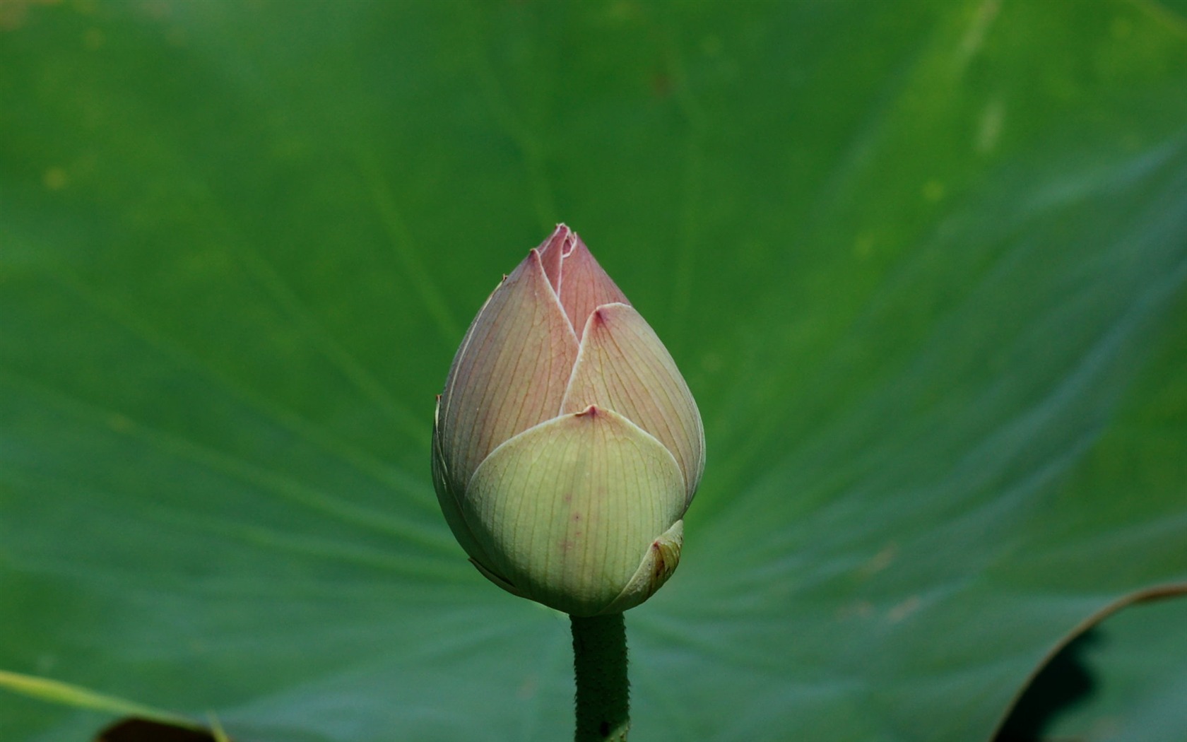 Lotus Fototapete (2) #14 - 1680x1050