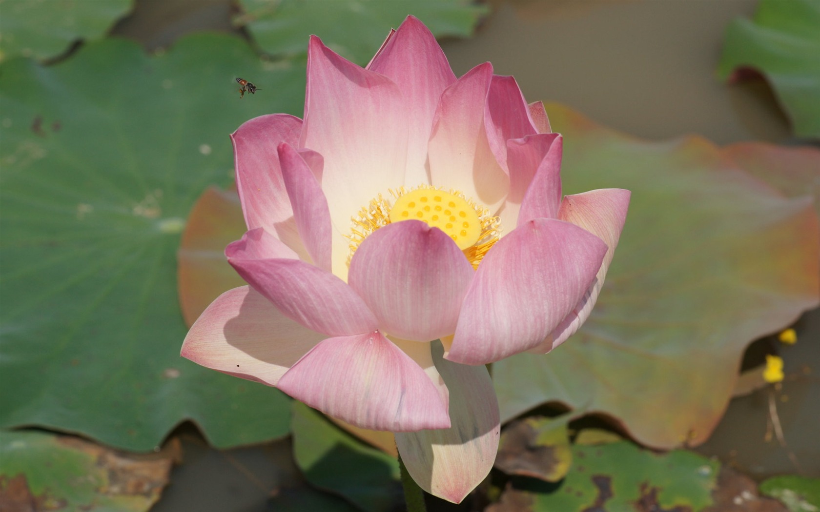 Lotus photo wallpaper (2) #15 - 1680x1050