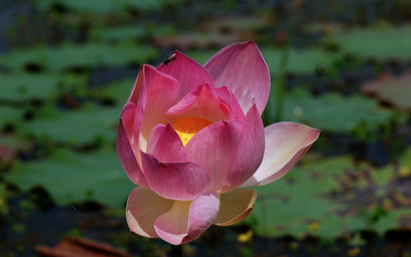 Lotus tapety foto (2) #17 - 1680x1050