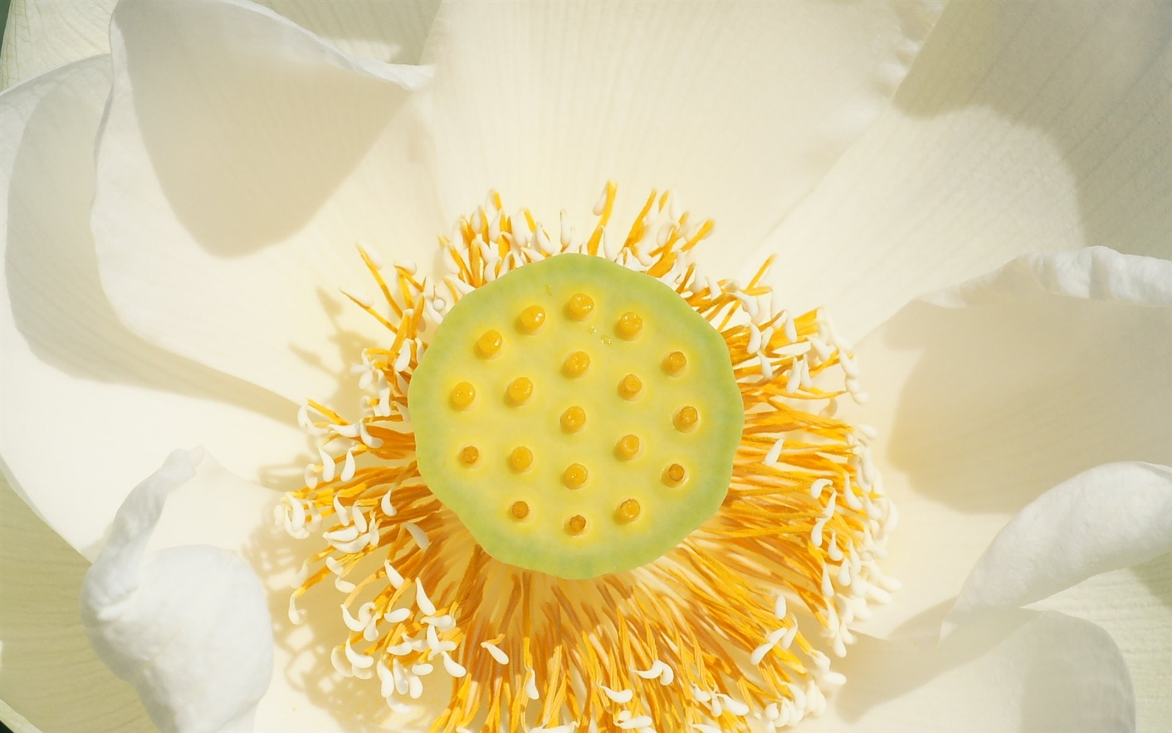 Lotus tapety foto (3) #8 - 1680x1050