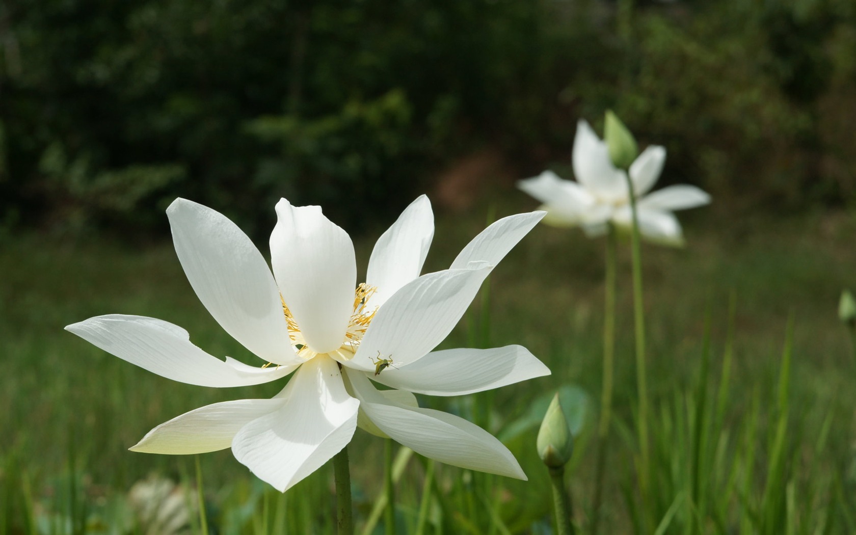 Lotus tapety foto (3) #10 - 1680x1050