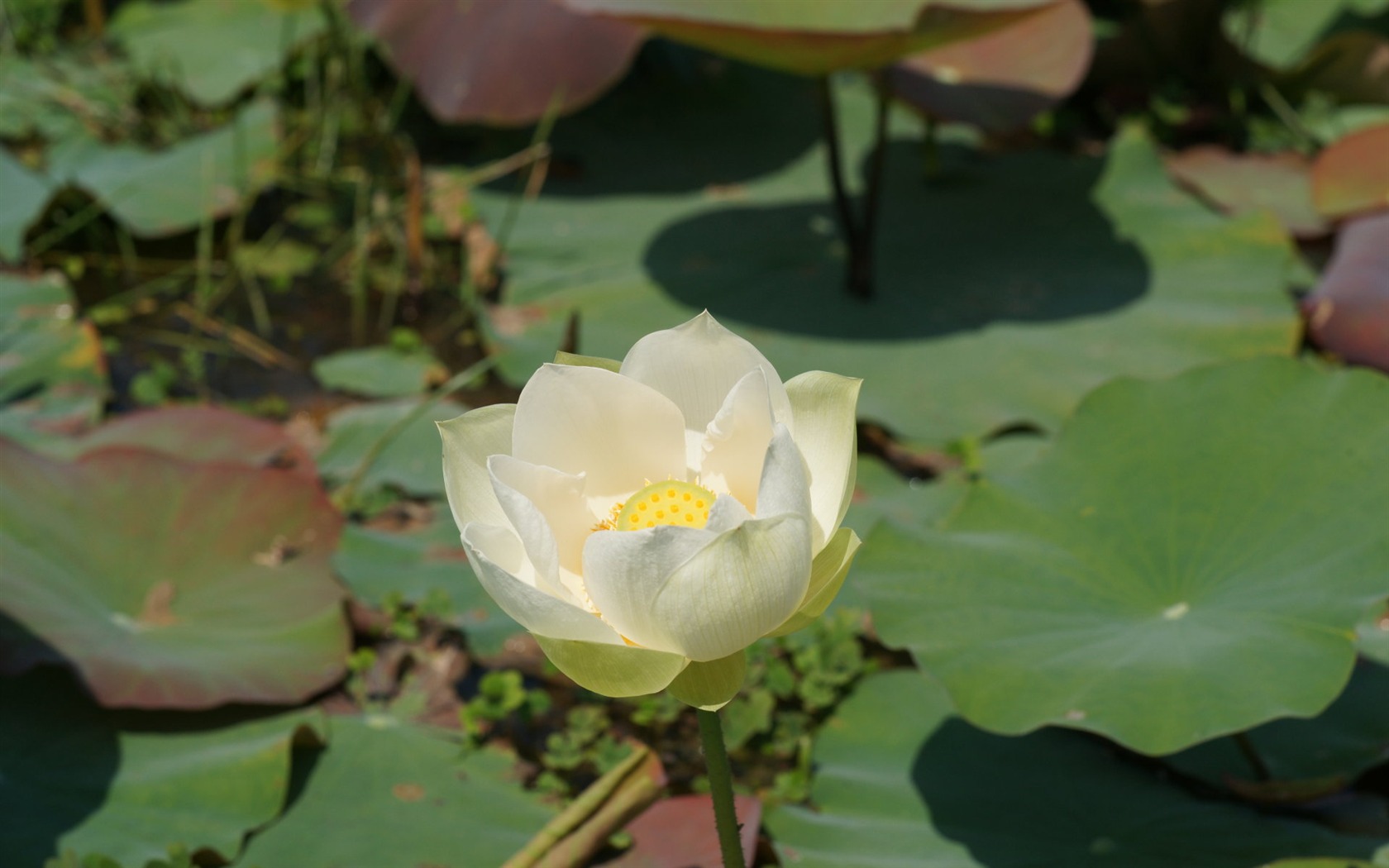 Lotus tapety foto (3) #13 - 1680x1050