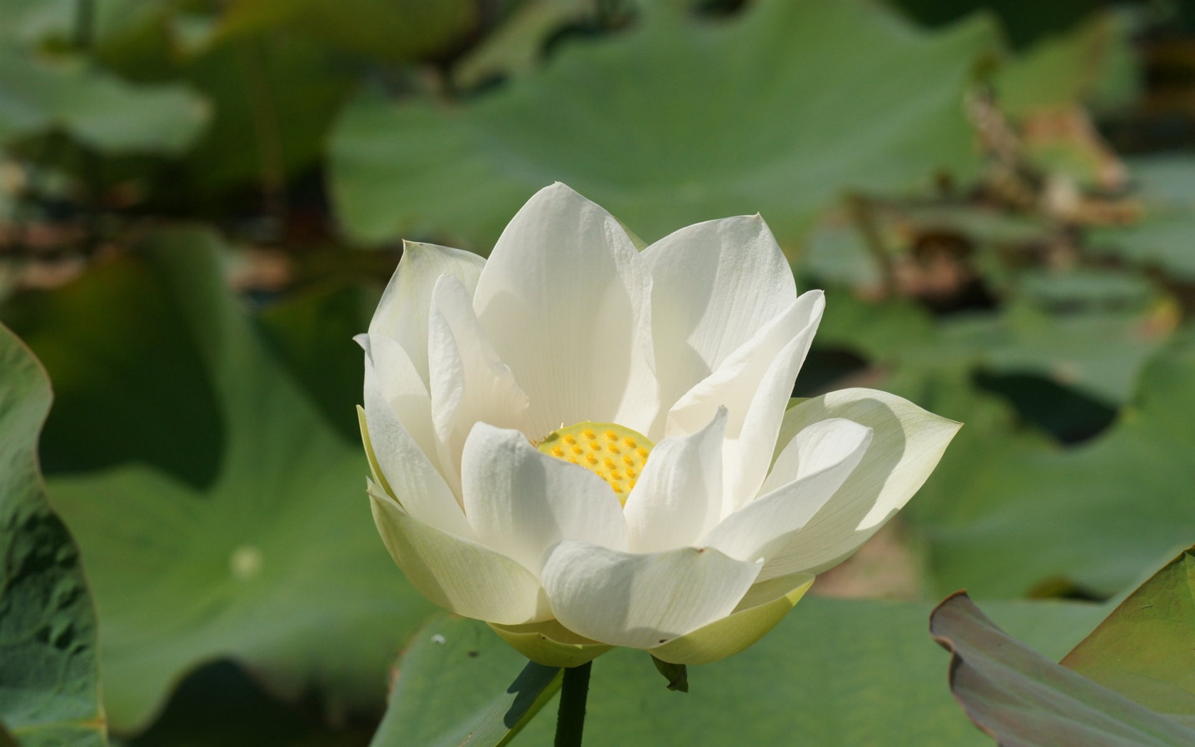 Fond d'écran photo Lotus (3) #14 - 1680x1050