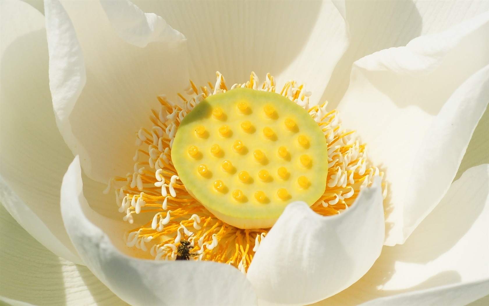 Lotus tapety foto (3) #15 - 1680x1050