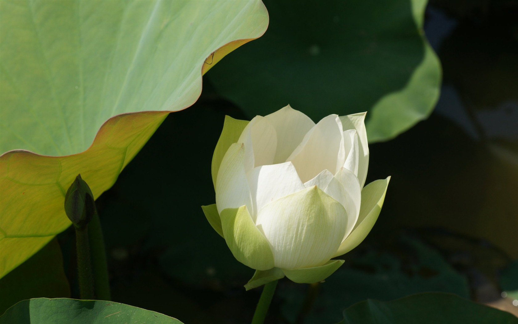 Fond d'écran photo Lotus (3) #17 - 1680x1050