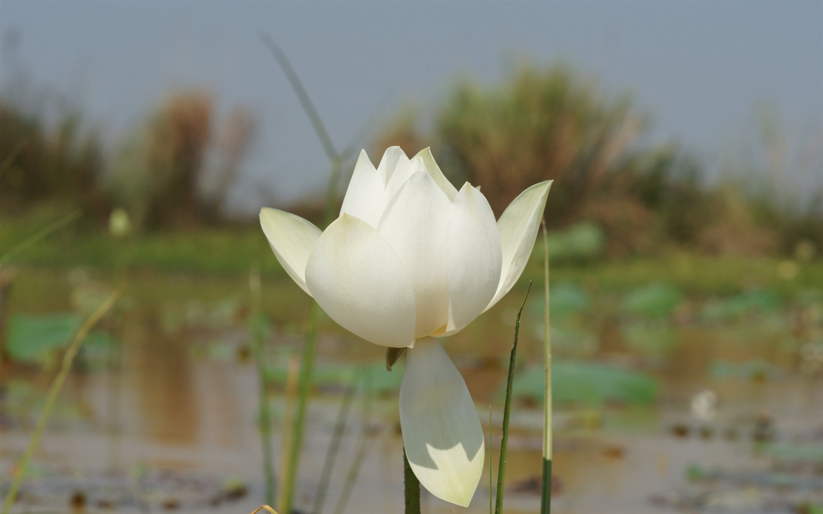 Lotus photo wallpaper (3) #18 - 1680x1050