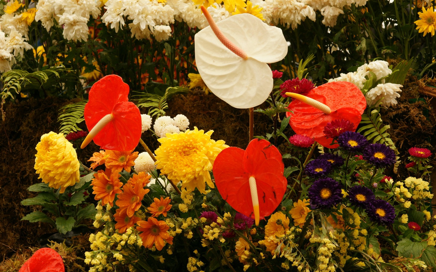 fleurs colorées décorent fond d'écran (2) #17 - 1680x1050