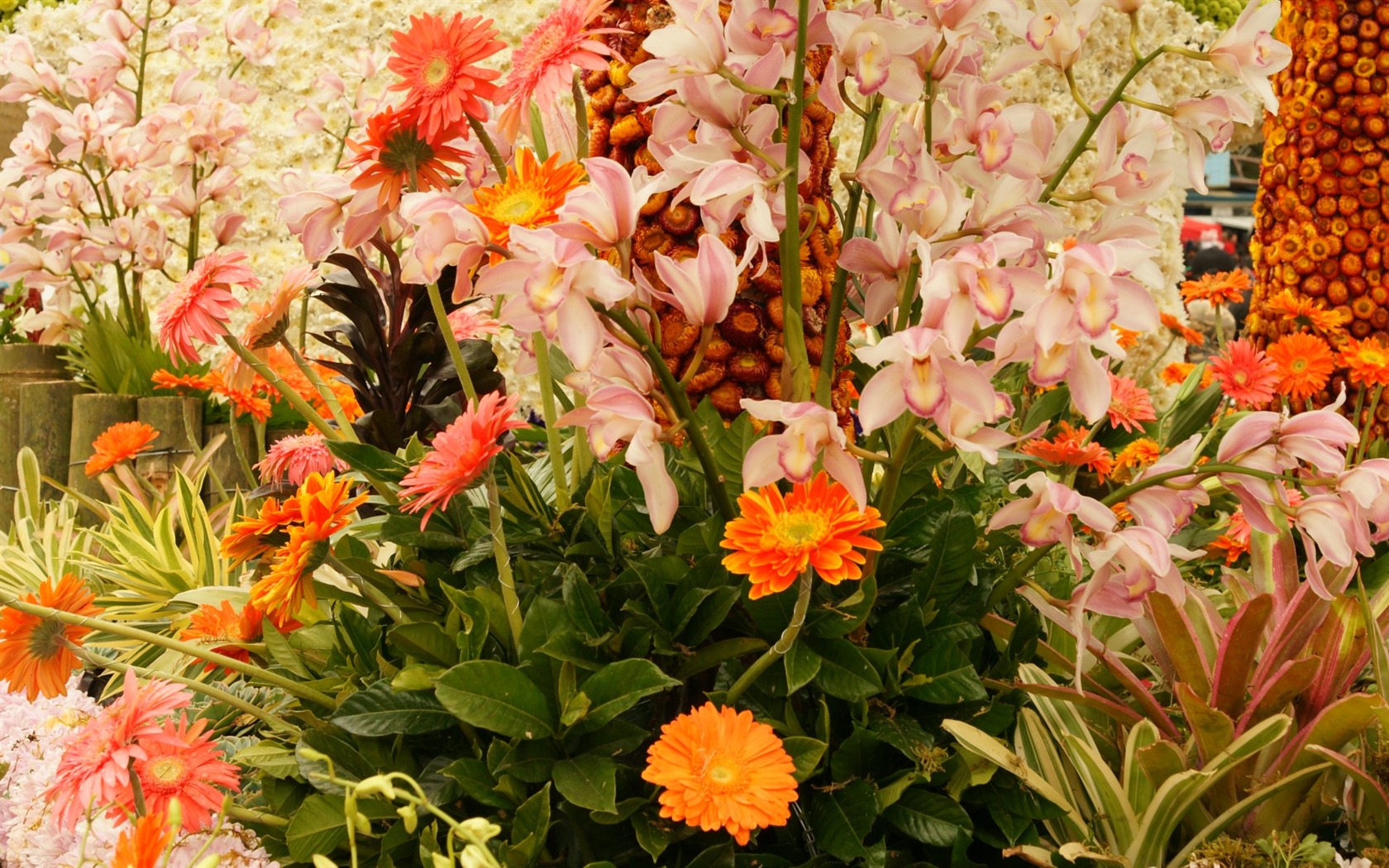Širokoúhlý tapety květiny close-up (31) #18 - 1680x1050