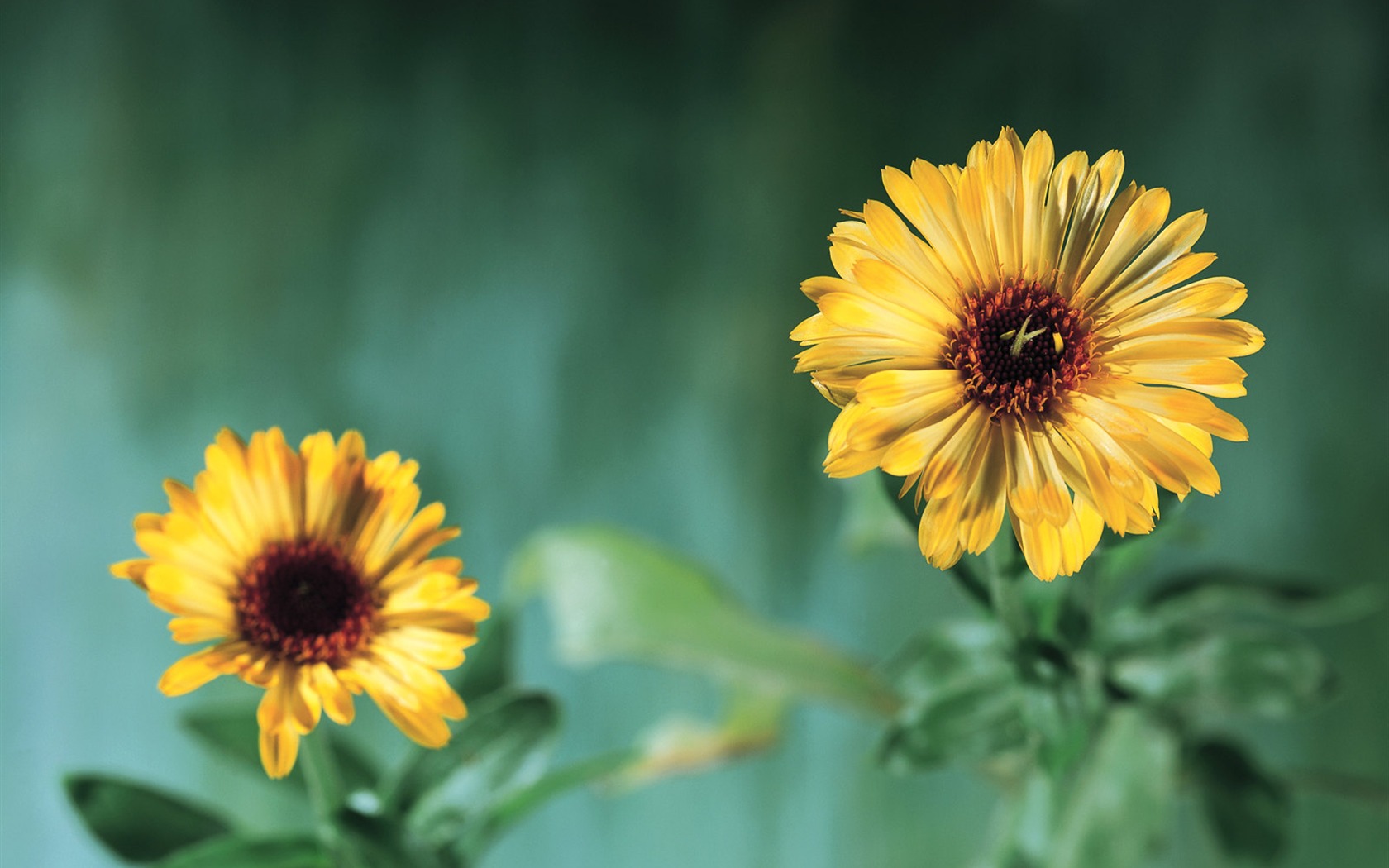 Herbal-life wallpapers #8 - 1680x1050
