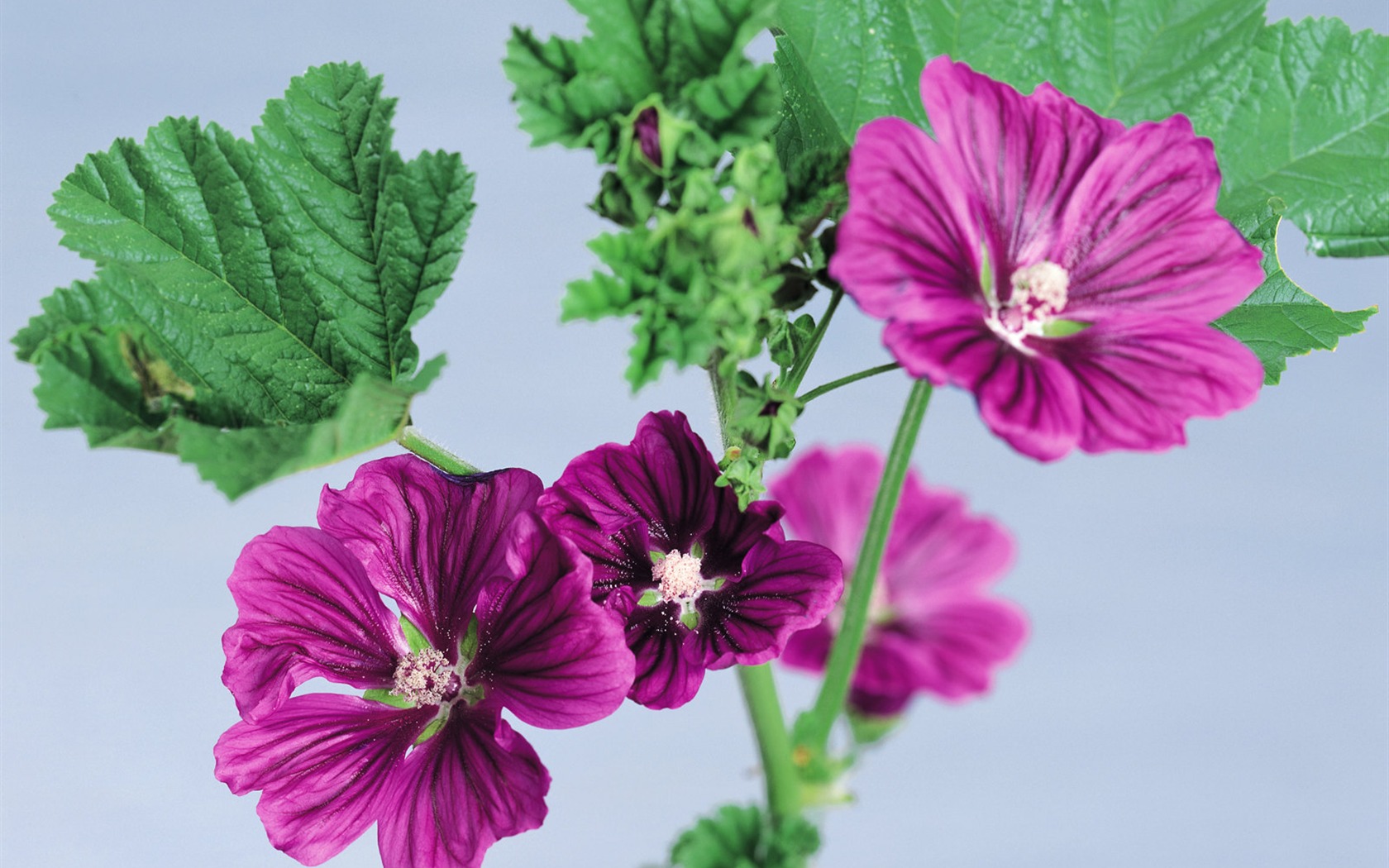 Herbal-life wallpapers #33 - 1680x1050