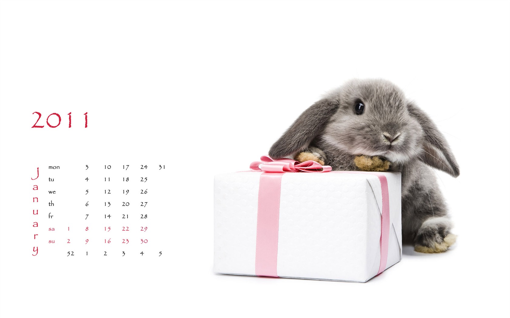 Année du papier peint Rabbit calendrier 2011 (1) #2 - 1680x1050
