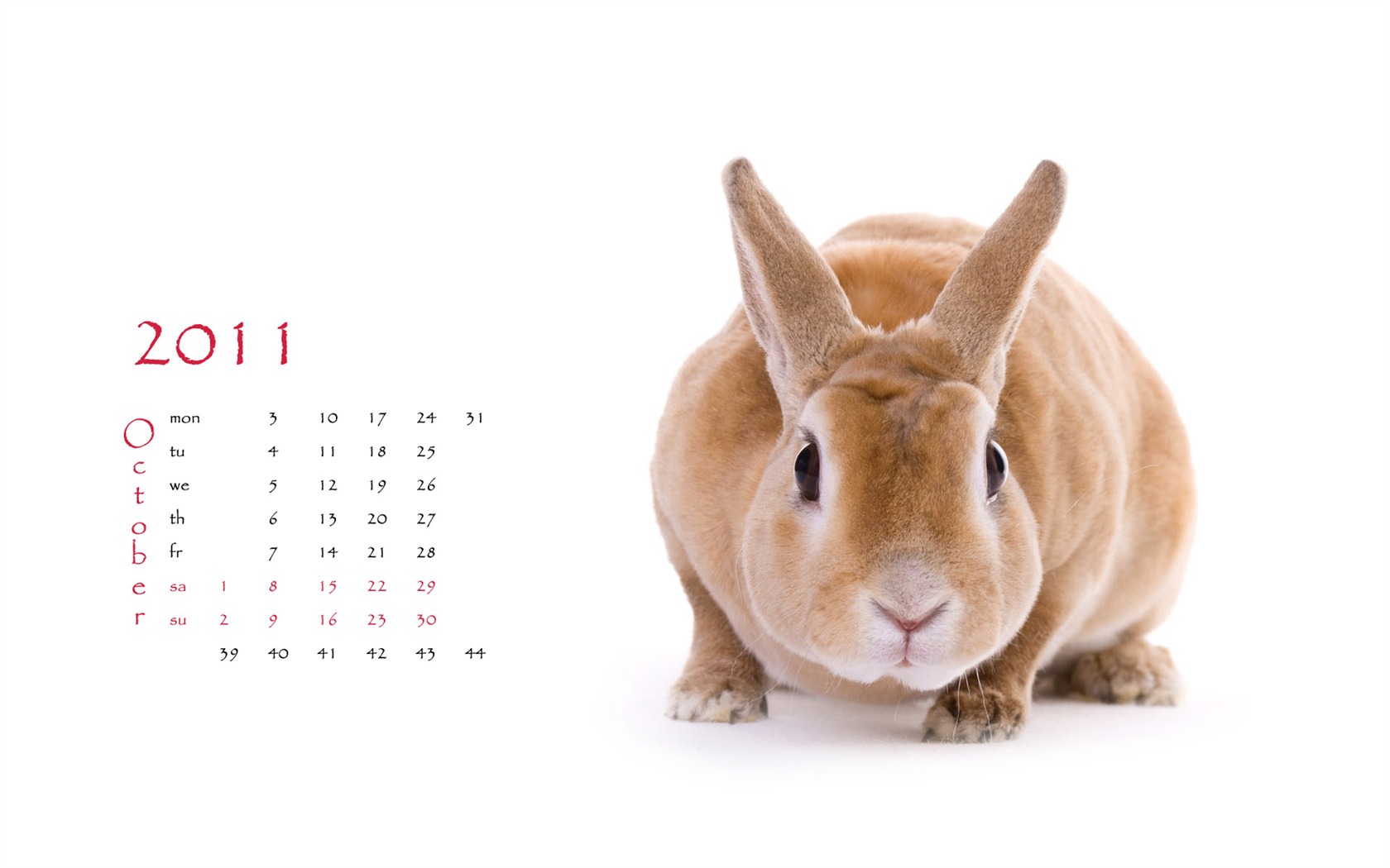 Year of the Rabbit 2011 calendar wallpaper (1) #10 - 1680x1050