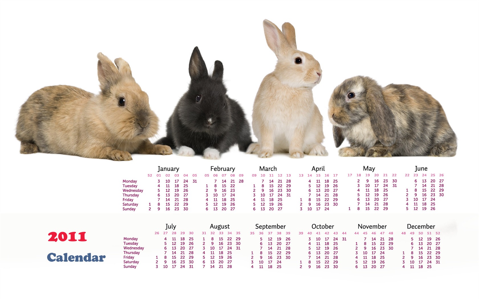 Year of the Rabbit 2011 calendar wallpaper (1) #16 - 1680x1050