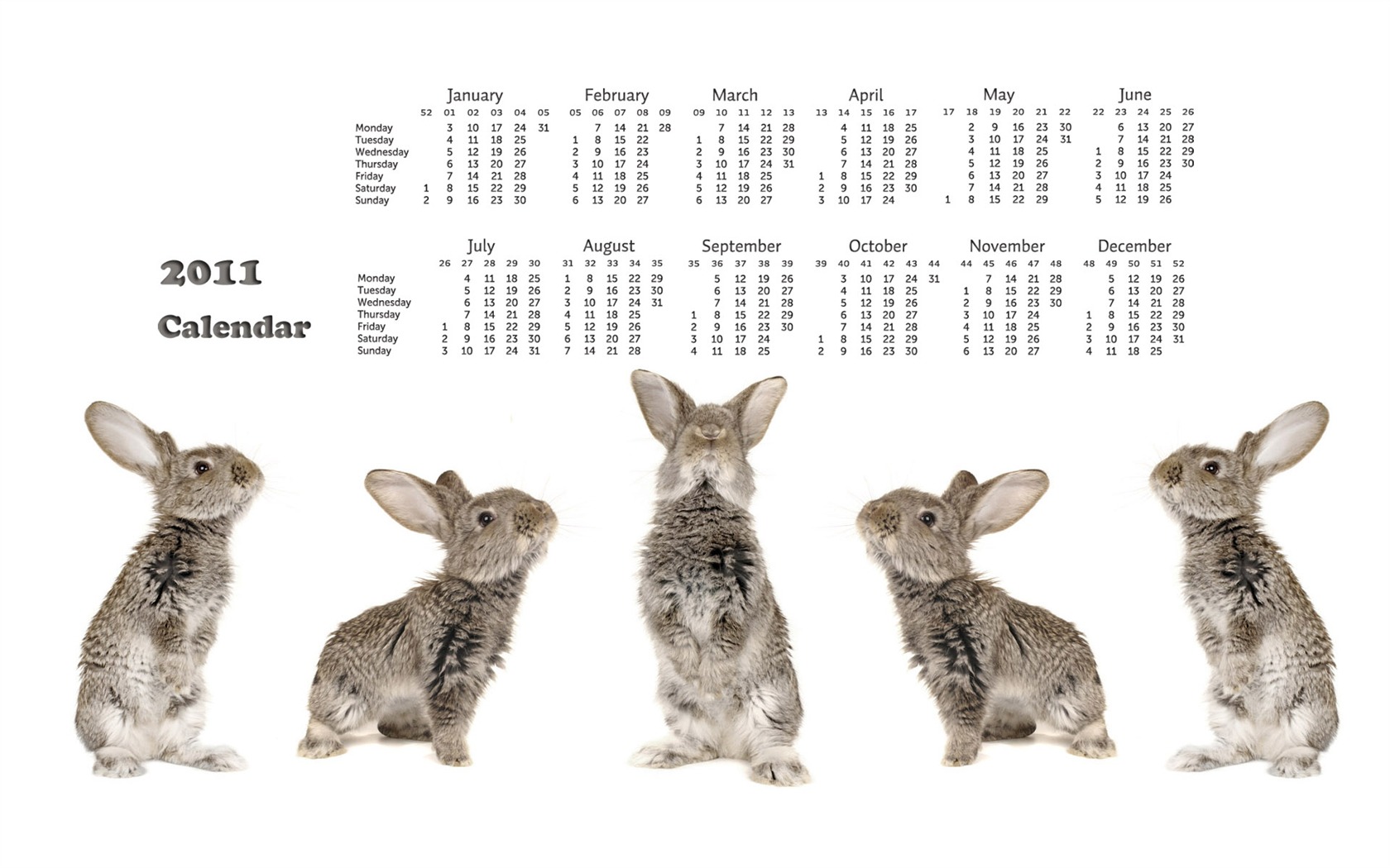 Year of the Rabbit 2011 calendar wallpaper (1) #18 - 1680x1050