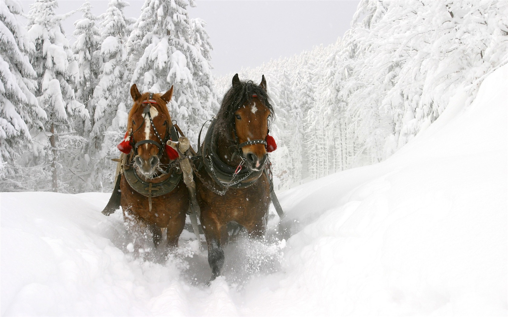 Caballo Super fotografía de fondo (1) #3 - 1680x1050