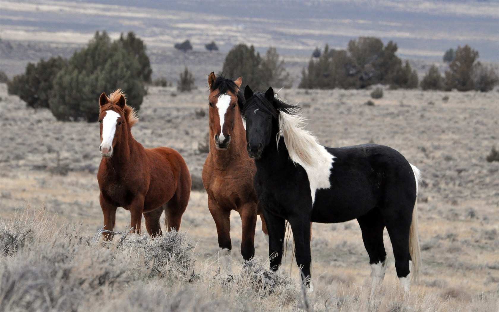 Super horse photo wallpaper (1) #5 - 1680x1050