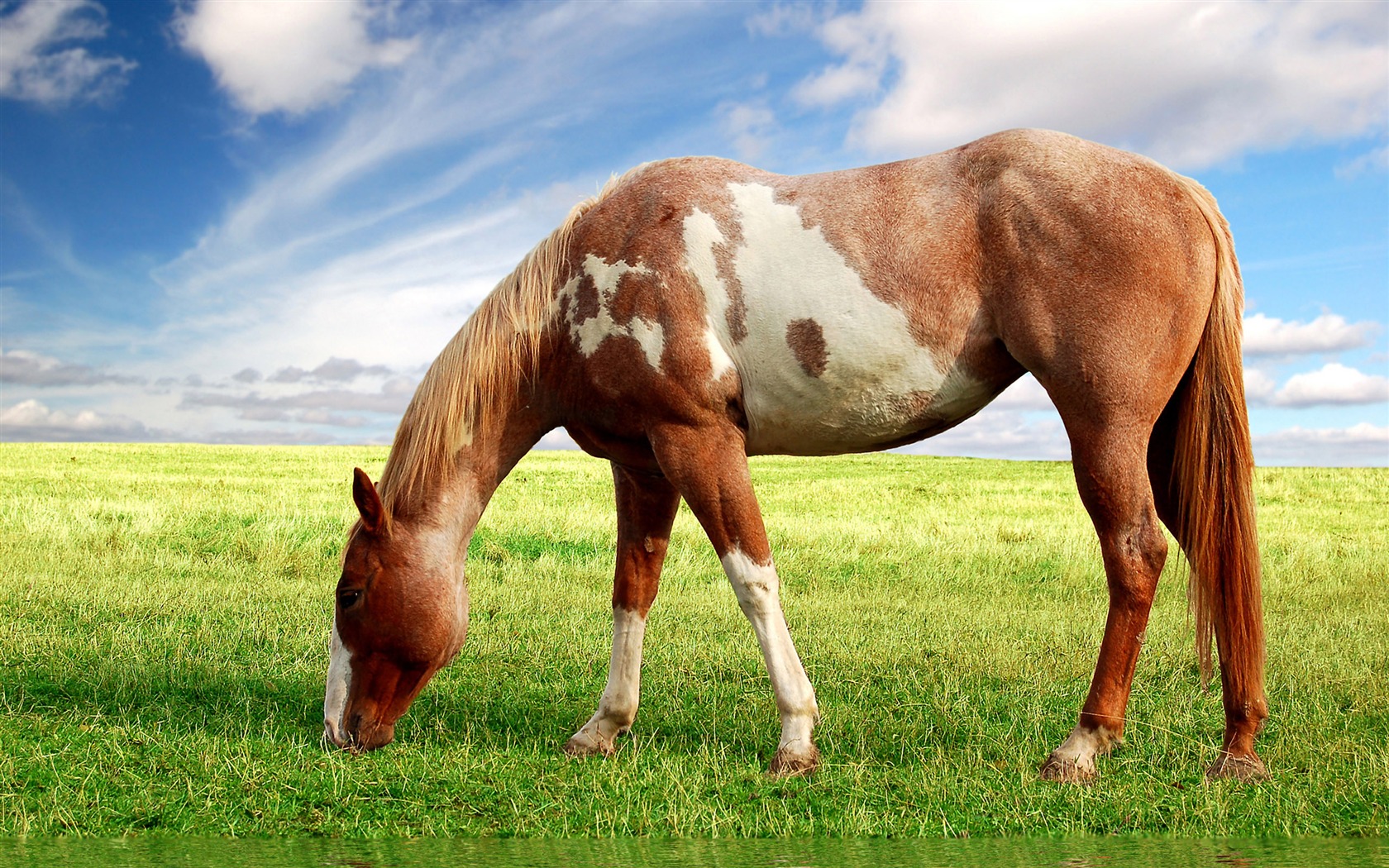 Super horse photo wallpaper (1) #19 - 1680x1050
