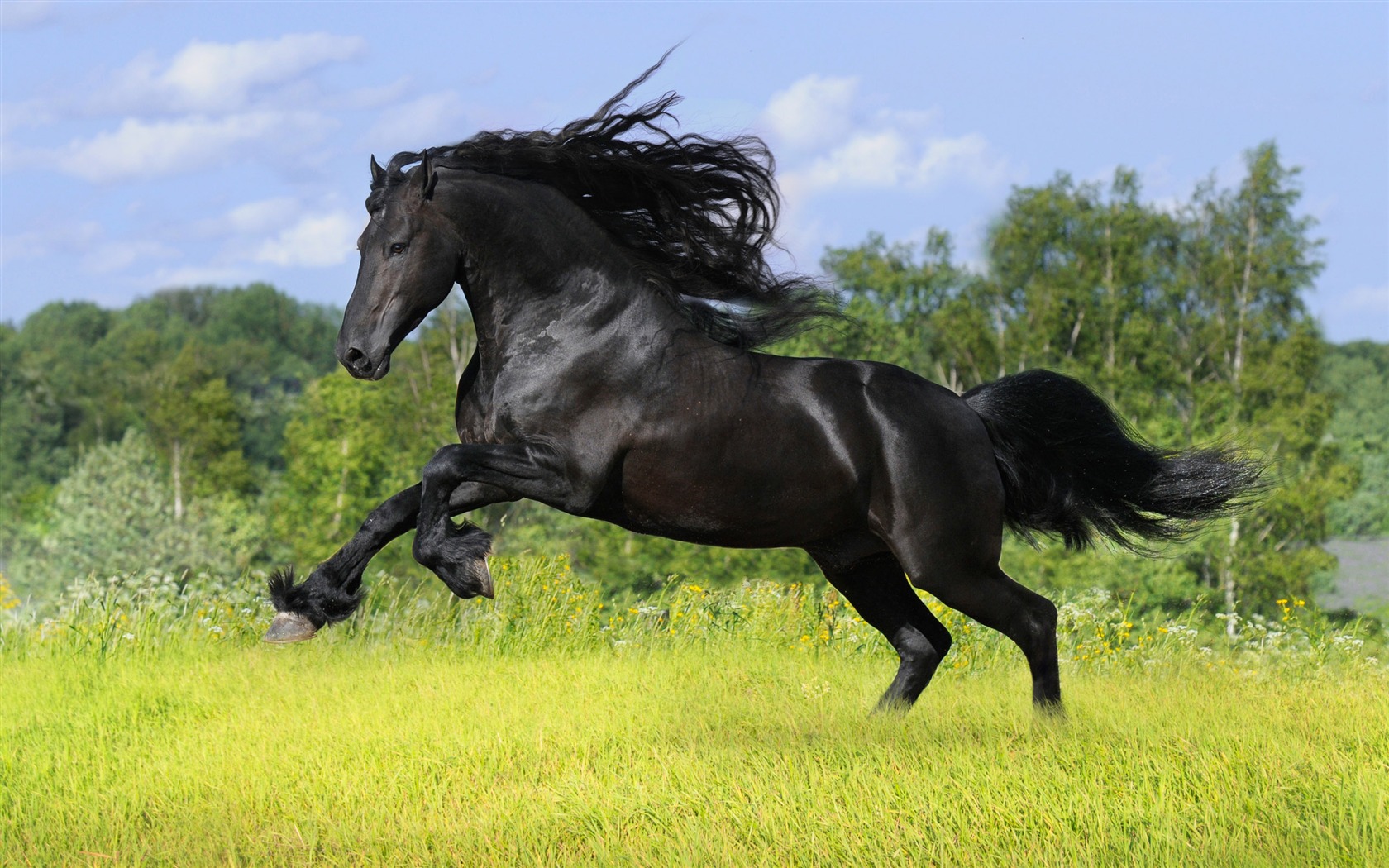 Super horse photo wallpaper (1) #20 - 1680x1050