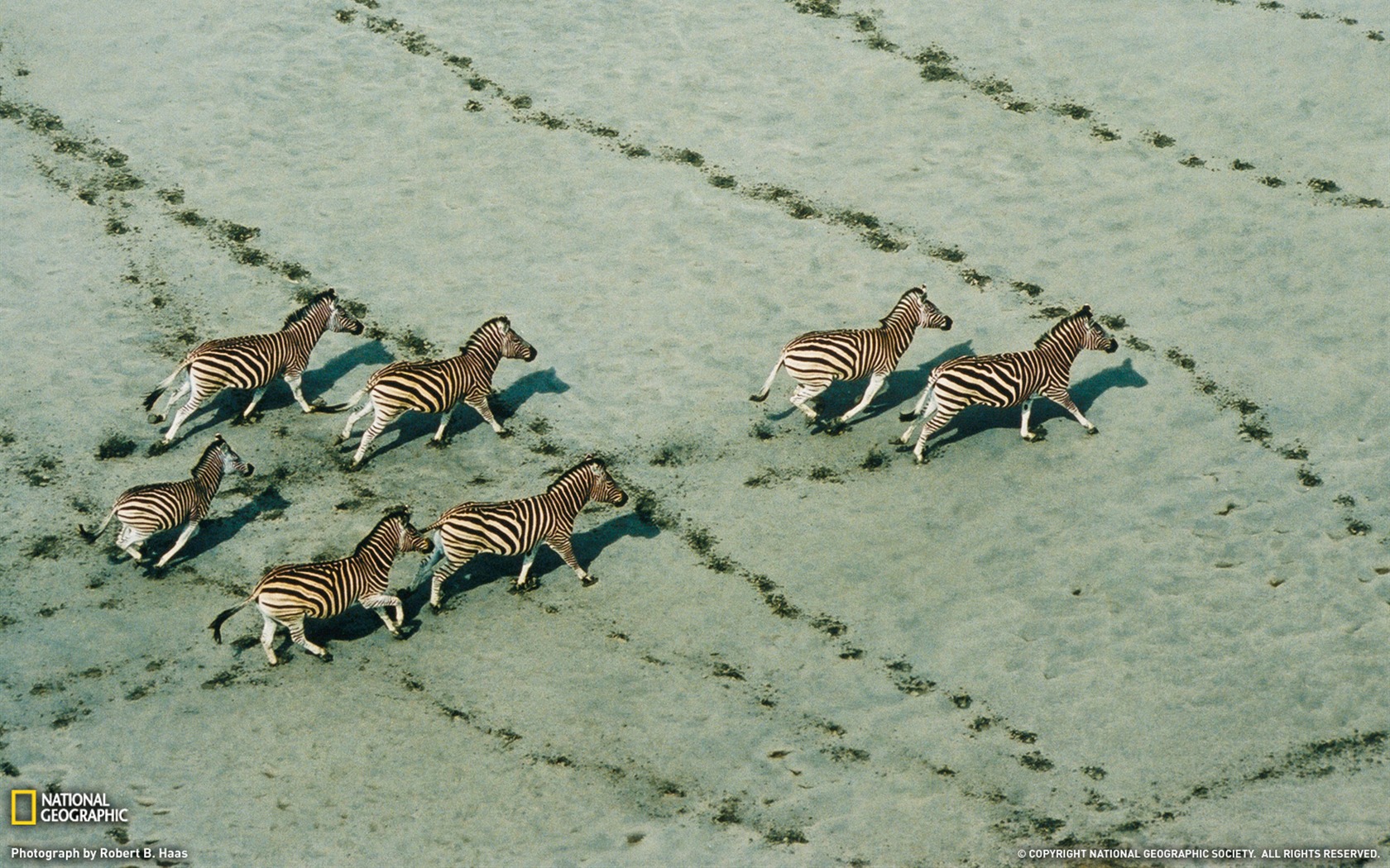 National Geographic animal wallpaper album (8) #11 - 1680x1050