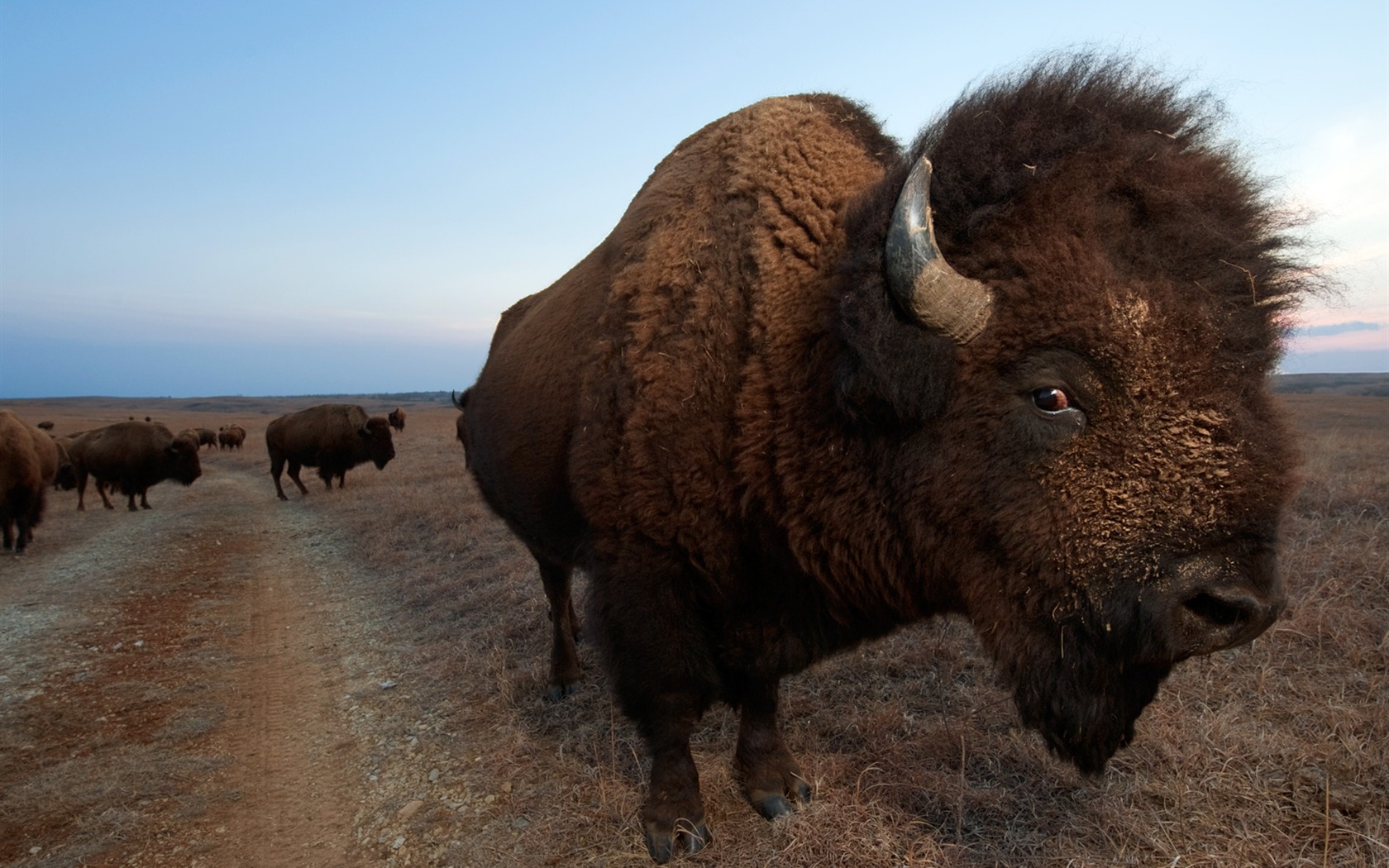 National Geographic animal wallpaper album (8) #13 - 1680x1050