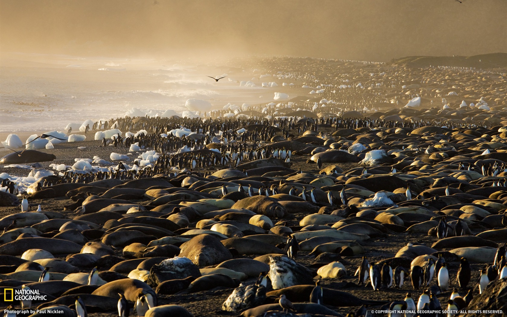 National Geographic animal wallpaper album (8) #15 - 1680x1050