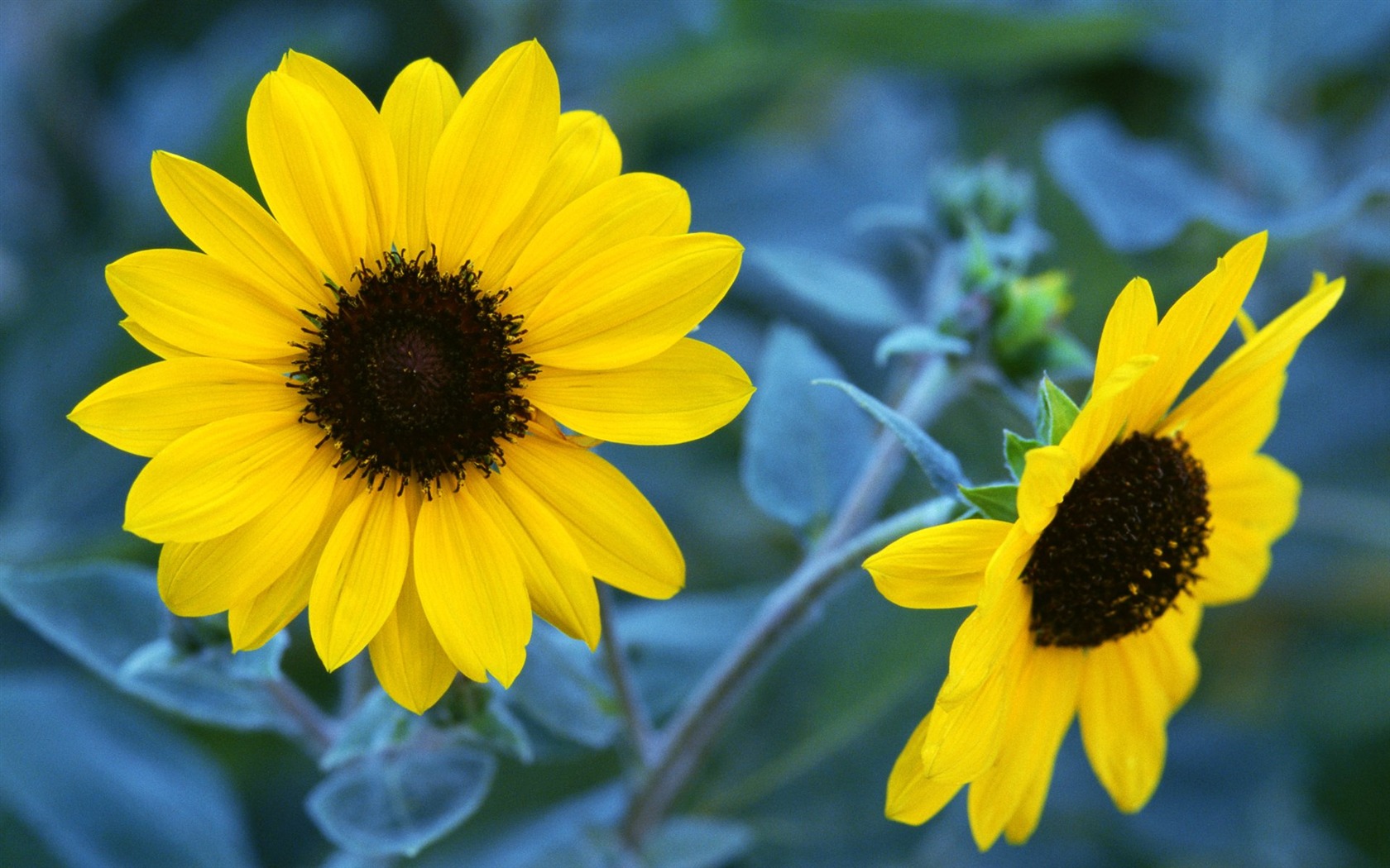 Pairs of flowers and green leaves wallpaper (1) #16 - 1680x1050