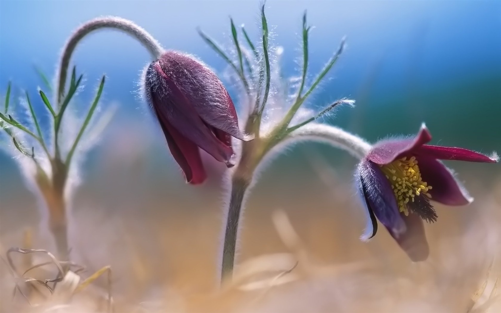 Pairs of flowers and green leaves wallpaper (2) #8 - 1680x1050