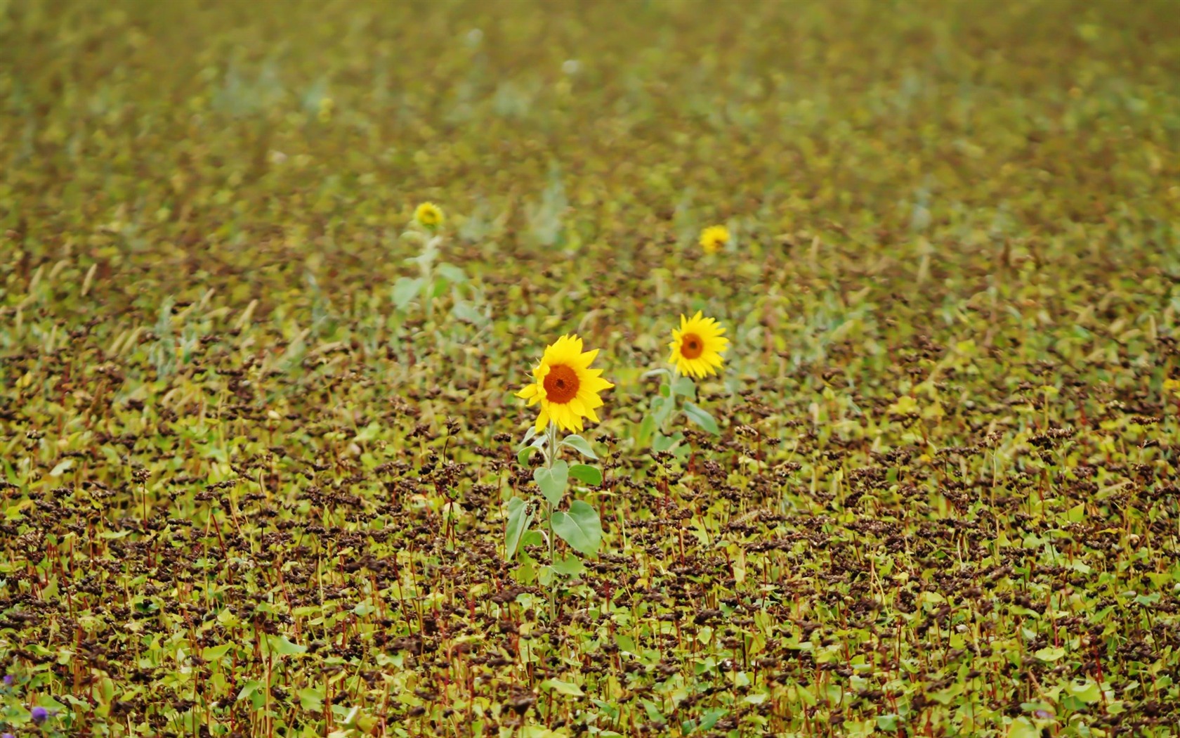 Paare von Blumen und grüne Blätter Tapete (2) #16 - 1680x1050