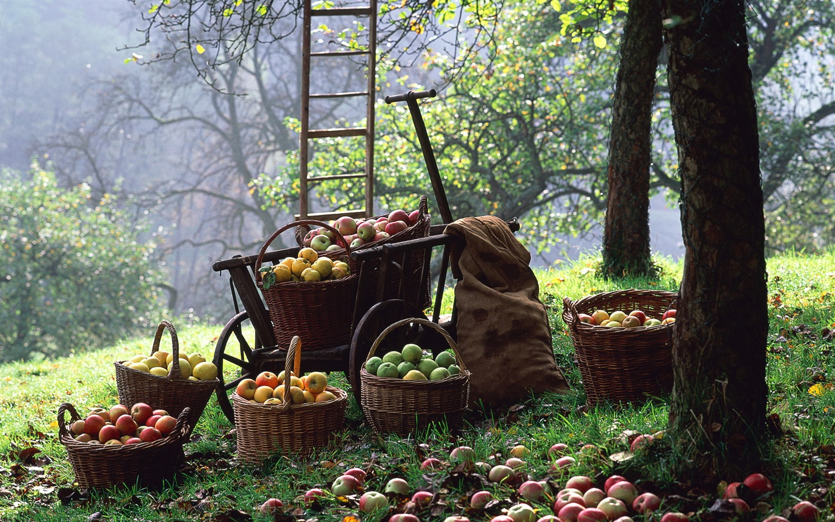 Autumn harvest wallpaper #10 - 1680x1050