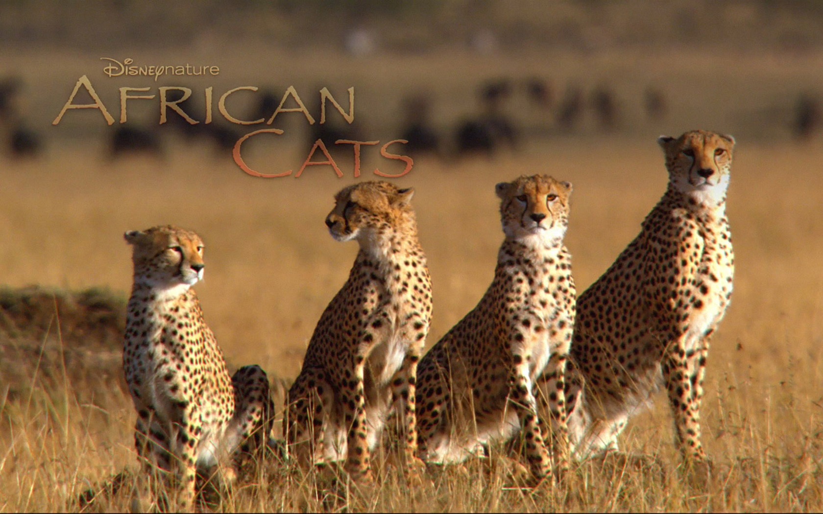 アフリカの猫：勇気の王国壁紙 #5 - 1680x1050