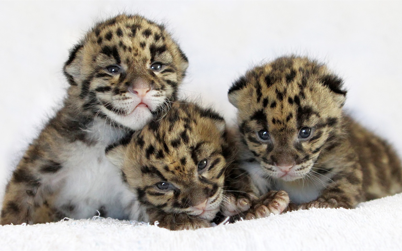 Animal Widescreen Wallpapers Collection (28) #15 - 1680x1050