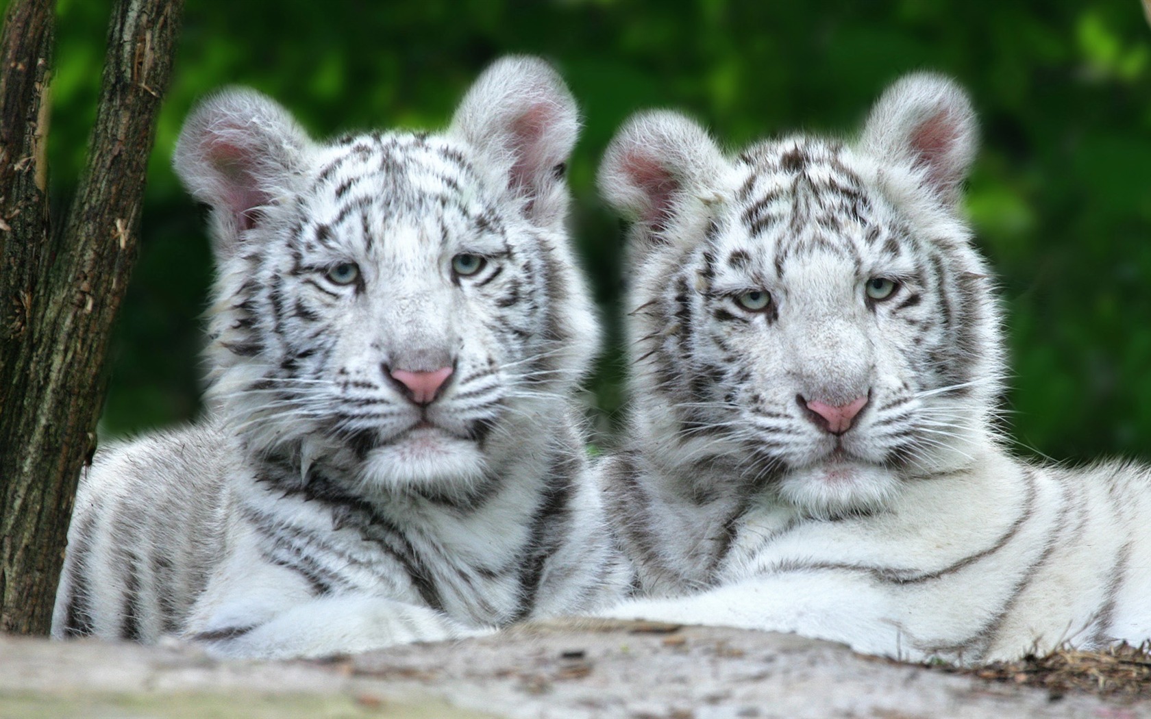 Animal Widescreen Wallpapers Collection (30) #12 - 1680x1050
