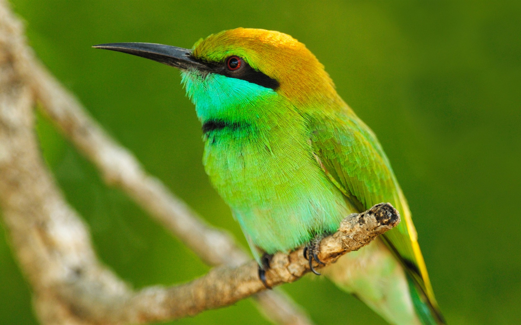Animal Widescreen Wallpapers Collection (31) #1 - 1680x1050