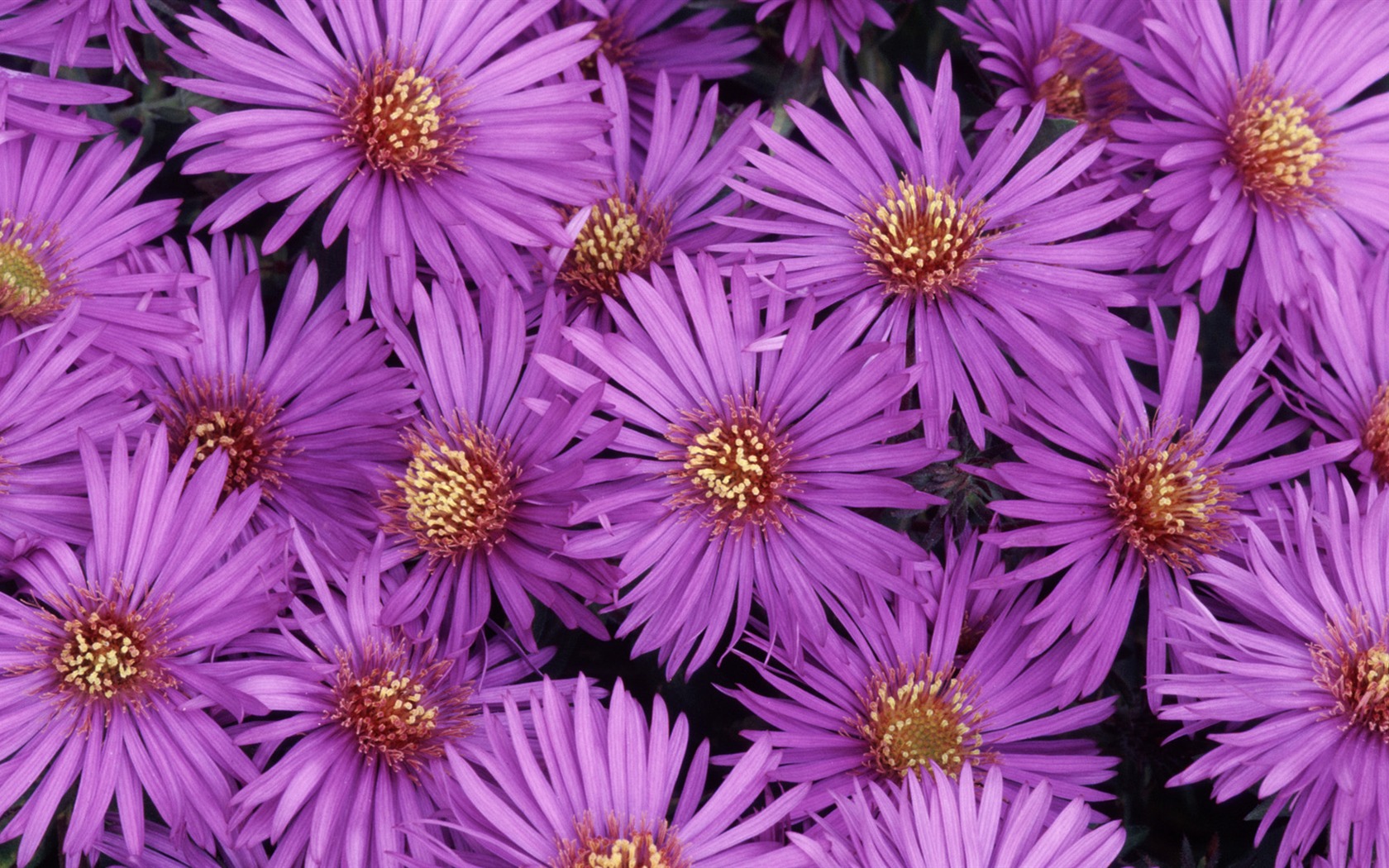 Widescreen wallpaper flowers close-up (32) #8 - 1680x1050