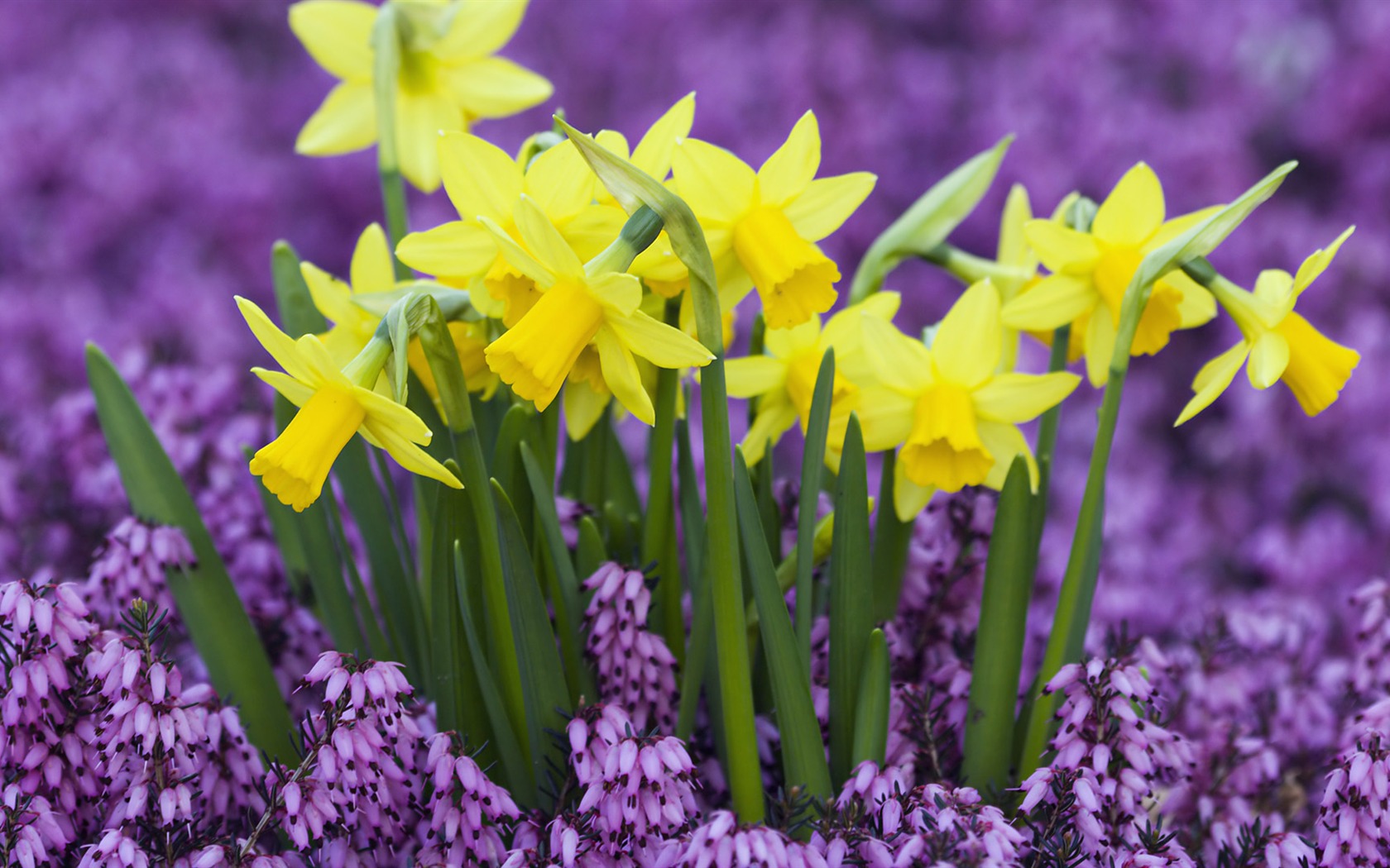 Widescreen wallpaper flowers close-up (33) #14 - 1680x1050